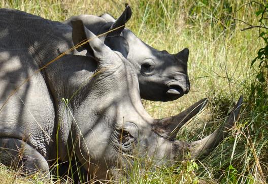 Trek et Rhinoceros en Ouganda