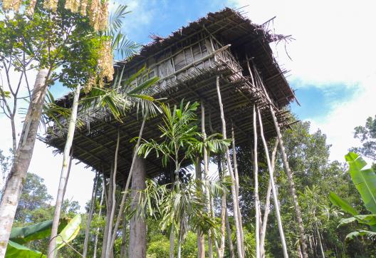 Randonnée vers une maison perchée des Korowai à travers la forêt