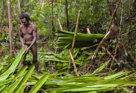 Trekking vers la collecte de feuilles de palme avec nos hôtes Korowai