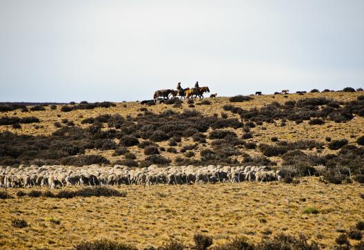 Gauchos gardent les moutons le long de la route 40, Patagonie, Argentine