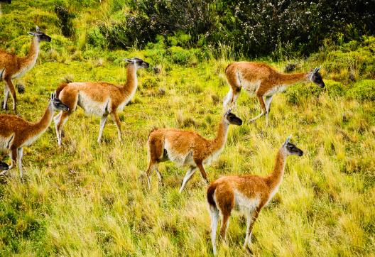 Vigognes au parc national Torres del Paine, province de Magallanes, Patagonie, Chili