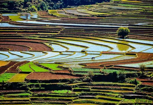 Découverte des rizières des hauts-plateaux malgaches