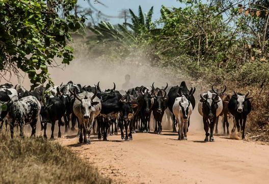 Marche avec un troupeau de zébus sur les terres malgaches