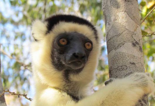 Découverte du Sifaka à diadème dans le Parc national d'Antasibé-Mantadia