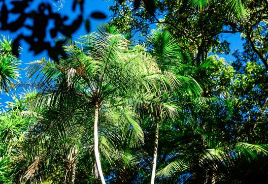 Exploration à l'ombre de la palmerair dans le Makay