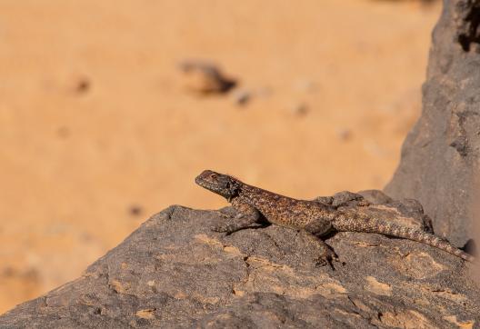 Trekking et lézard au soleil dans les tassili n'Ajjer