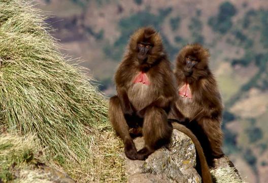 Rencontre avec un duo de babouins Gelada dans le Simiens