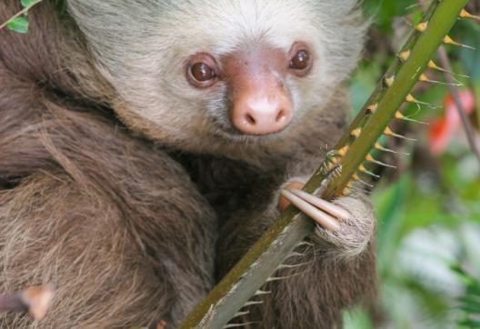 Observation des paresseux au Costa Rica