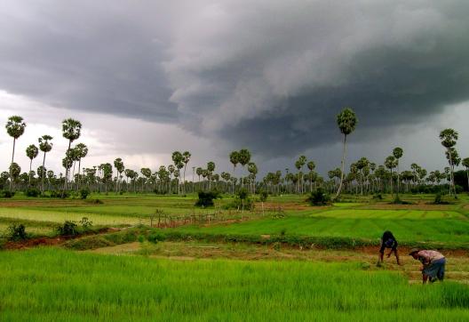 Voyage vers rizières et palmiers à sucre au coeur du Cambodge