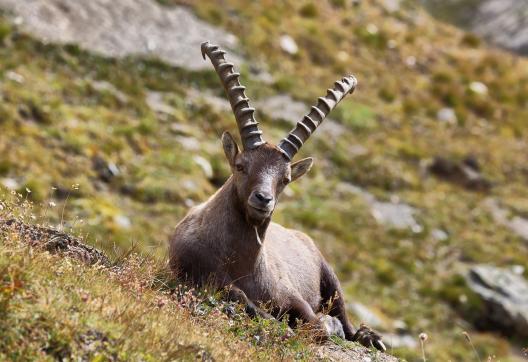 Trekking au pays des bouquetins en  Vanoise dans les Alpes