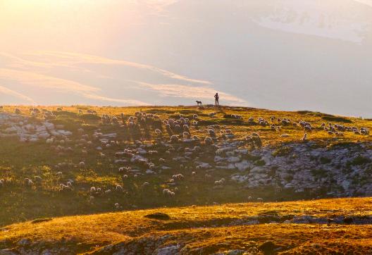 Randonnée avec un berger sur les hauteurs de Fond d'Urle