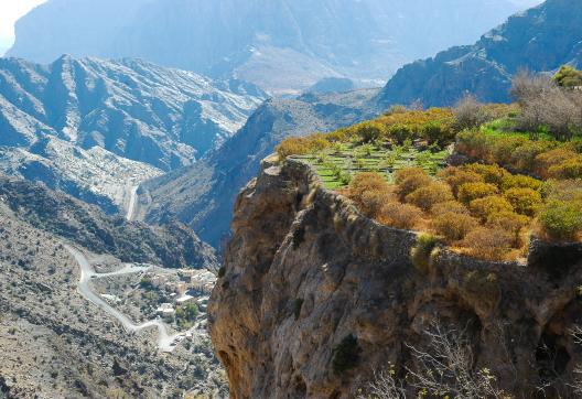 Découverte des cultures en terrasses du Jebel Akhdar