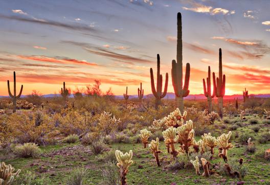 Randonnées dans les déserts de cactus aux États-Unis