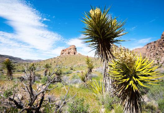 Découverte du printemps du désert au États-Unis