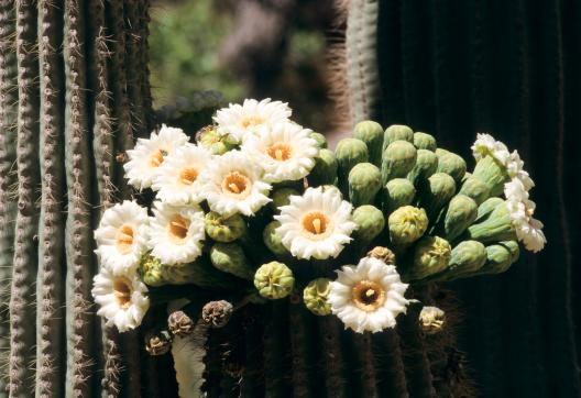 Trekking à la découverte des cactus en fleurs aux Ètats-Unis