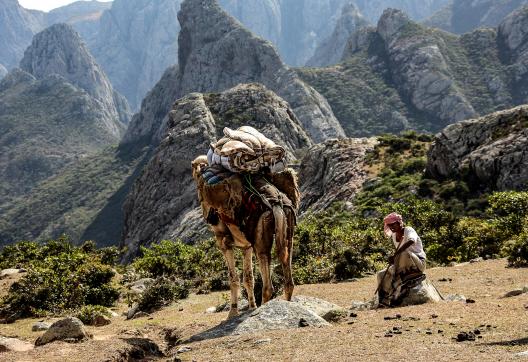 Randonnée chamelière dans le massif des Haggier à Socotra