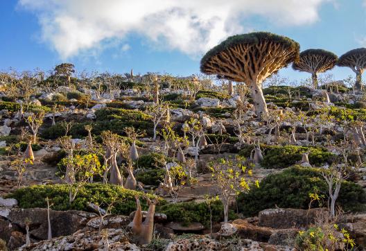 Trek dans un paysage d'adenium et dragonniers sur le plateau de Dixham