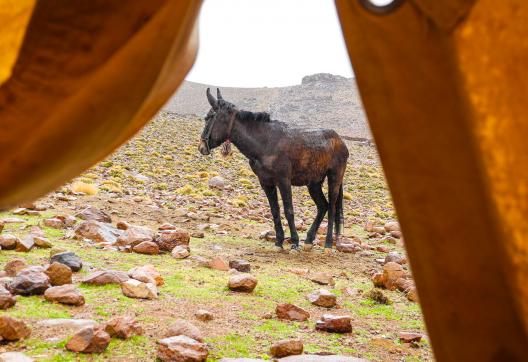Découverte d'une mule au Maroc