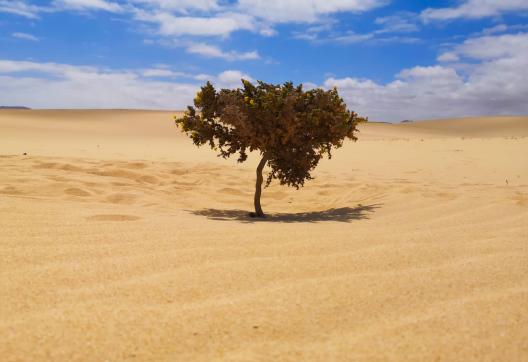 Voyage avec de la végétation dans le désert de Merzouga