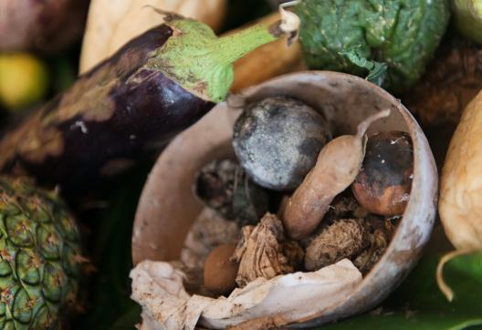 Visite habitations  agricoles en Martinique