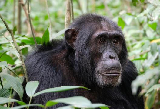 Chimpanzé de Kibalé NP en Ouganda