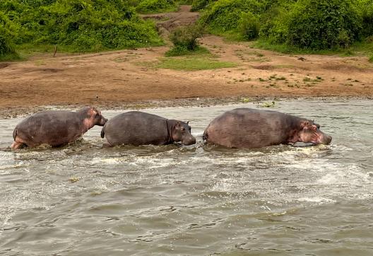 Observation d'hippo