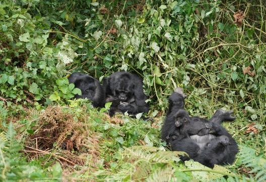 Voyage et gorilles en Ouganda
