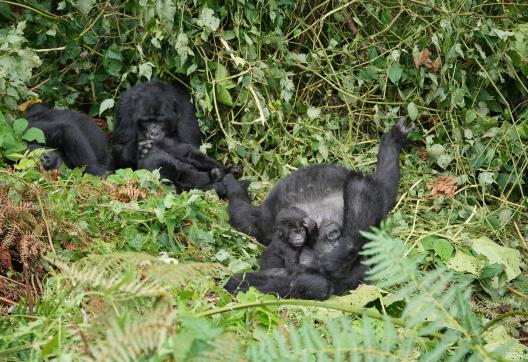 Voyage et gorilles en Ouganda