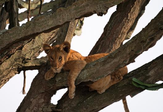 Jeune lion au repos dans un arbre en Ouganda