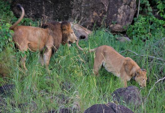 Observation d'un lion et d'une lionne en Ouganda