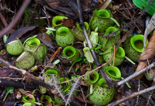 Plantes carnivores dans la jungle de Bornéo