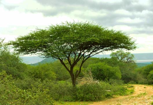 Randonnée et flore au Kenya
