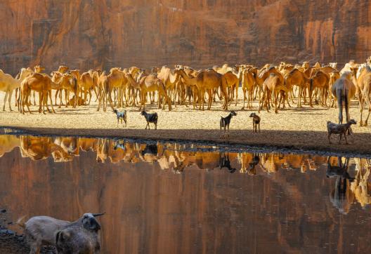 Trekking et troupeau de chameaux sauvage et de brebis dans l'Ennedi