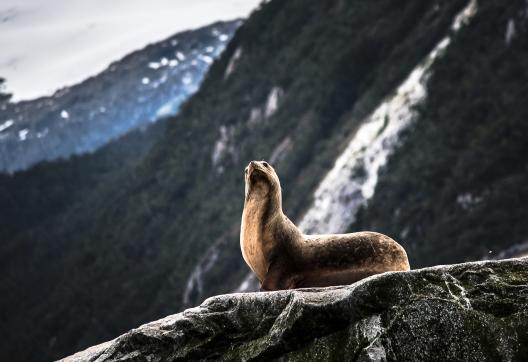 Croisière dans les canaux de Patagonie et Cap Horn