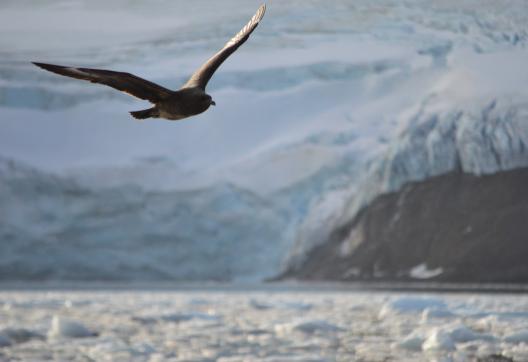 Croisière dans les canaux de Patagonie et Cap Horn