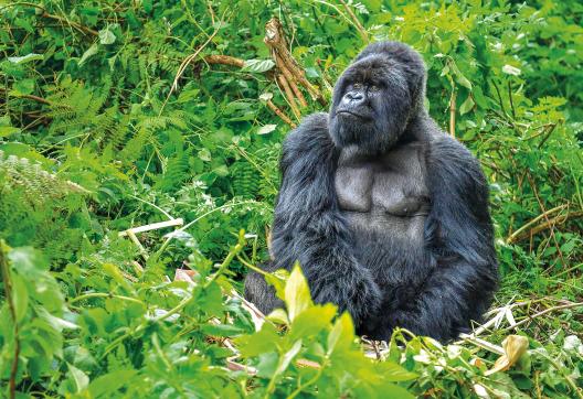 Trek et gorille en Ouganda
