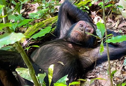 Voyage et rencontre avec un chimpanzé en Ouganda