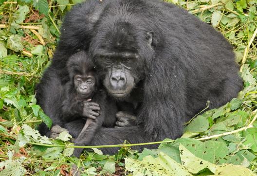 Voyage et gorilles des montagnes en Ouganda