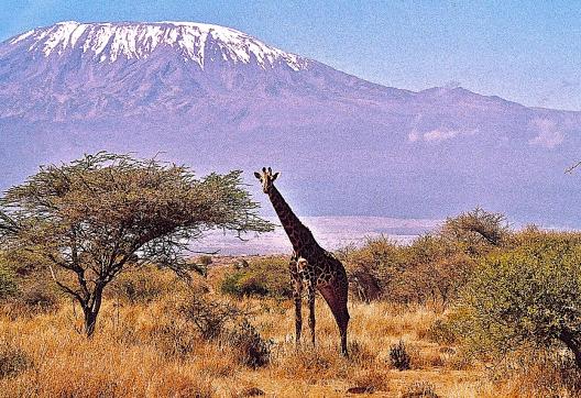 Girafe devant le Kilimandjaro à Amboseli