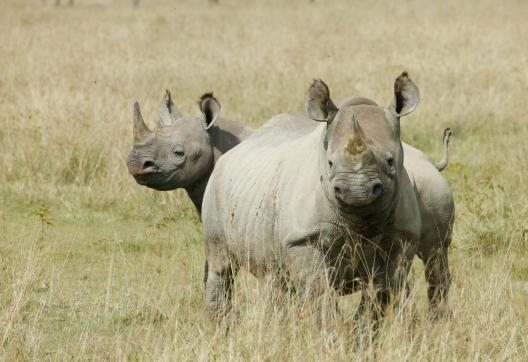 Rhinocéros noirs (Diceros bicornis)