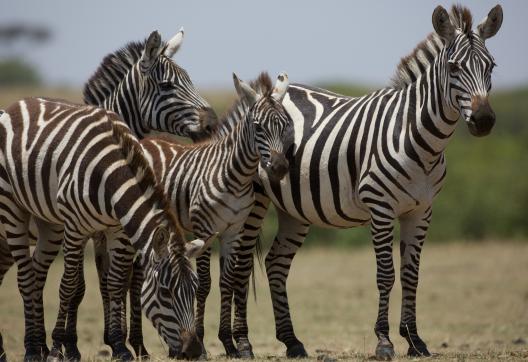 Observation de zèbres au Kenya