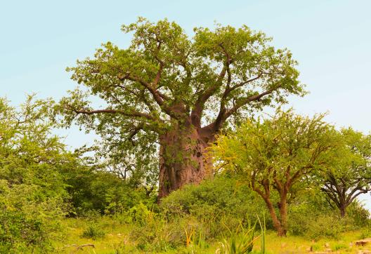 Randonnée et flore au Kenya