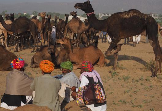 Trek vers des bergers et leurs dromadaires à une foire au Rajasthan