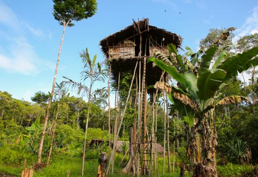 Trekking vers une maison perchée du peuple korowai dans les forêts du sud de la Papua