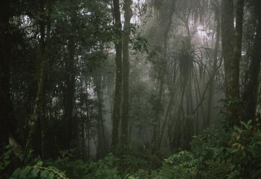 Trek dans la forêt des Mentawaï sur l'île indonésienne de Siberut