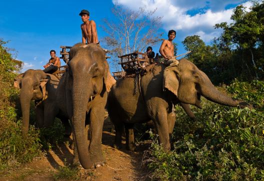 Trek vers les éléphants au travail dans les collines du Mondolkiri