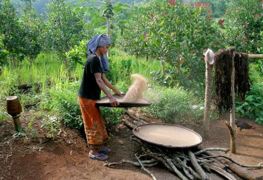 Découverte du travail du riz dans un village de la vallée du Mékong