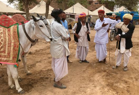 Trek vers un marché aux bestiaux lors d'une foire au Gujarat