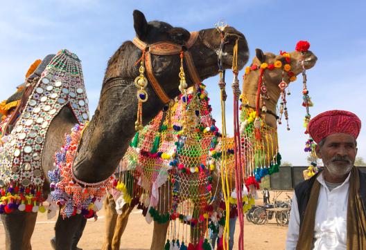 Rencontre de dromadaires avec des ornements lors d'une fête au Gujarat