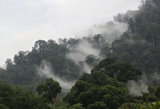 Voyage d'aventure dans la forêt primaire au Sarawak oriental